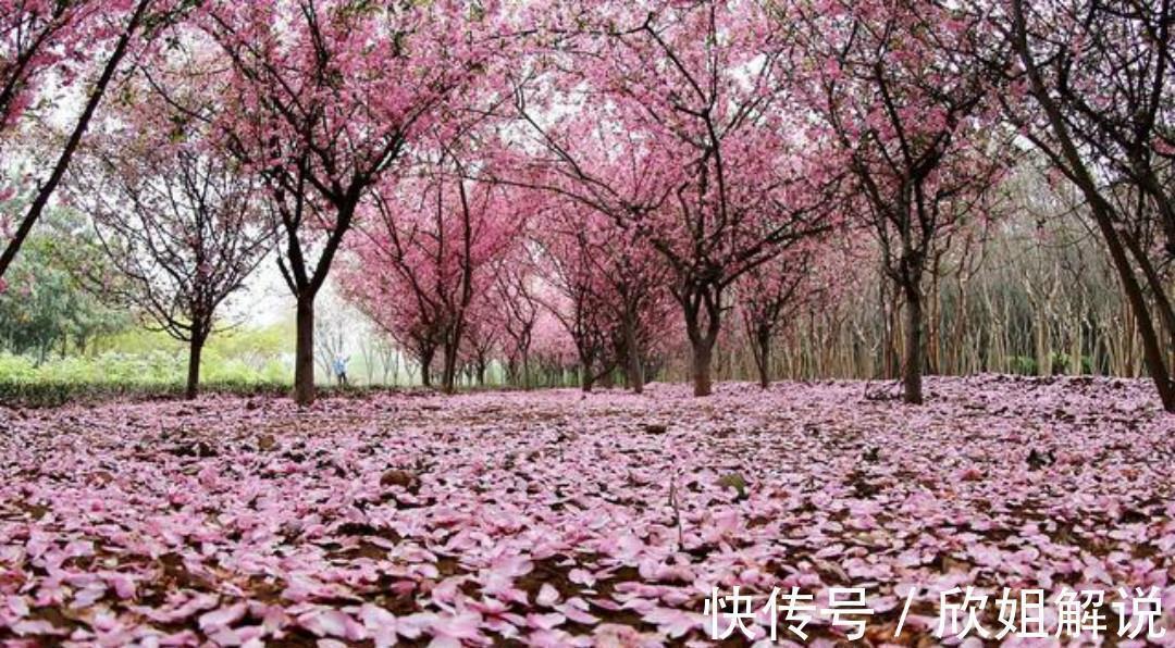 献钱尚父#晚唐高僧贯休这首《落花》，第一句就写得很美，蝶醉蜂痴一簇香