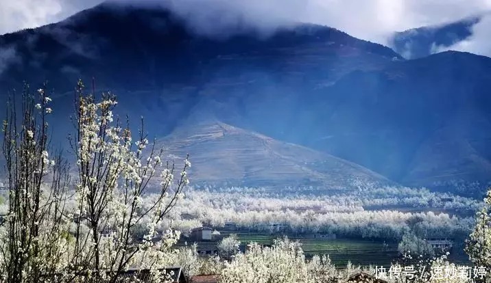 格桑花|春天，跟着花开去旅行，金川梨花白如雪