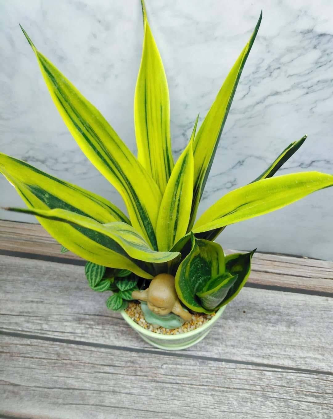 四种皮实花，观赏价值高，还寓意吉祥，能净化空气，值得拥有