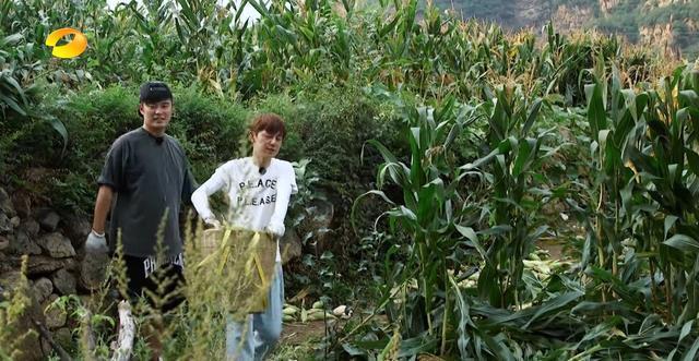 张子枫|《向往5》杀青,5位常驻仅一人发文告别,刘宪华未能回归成遗憾?