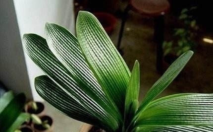 花盆底下垫点这个东西,花草直接长疯了,养花十年不烂根