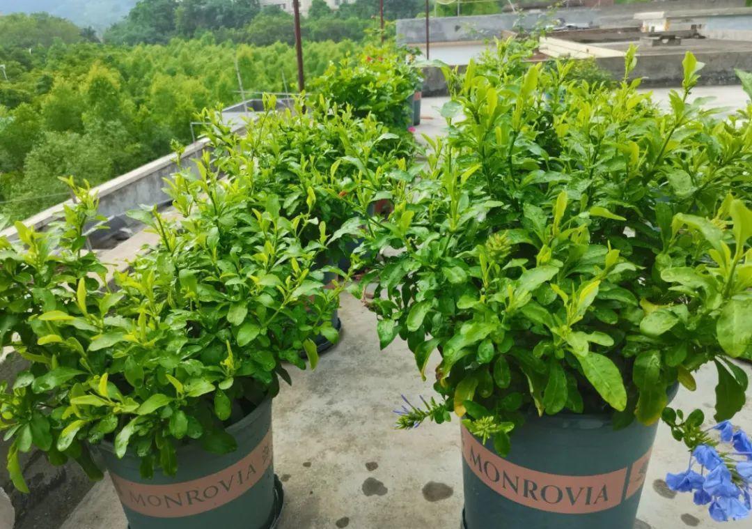 风雨兰|从养花大神家，偷来3个爆花技巧，快学，24小时后删