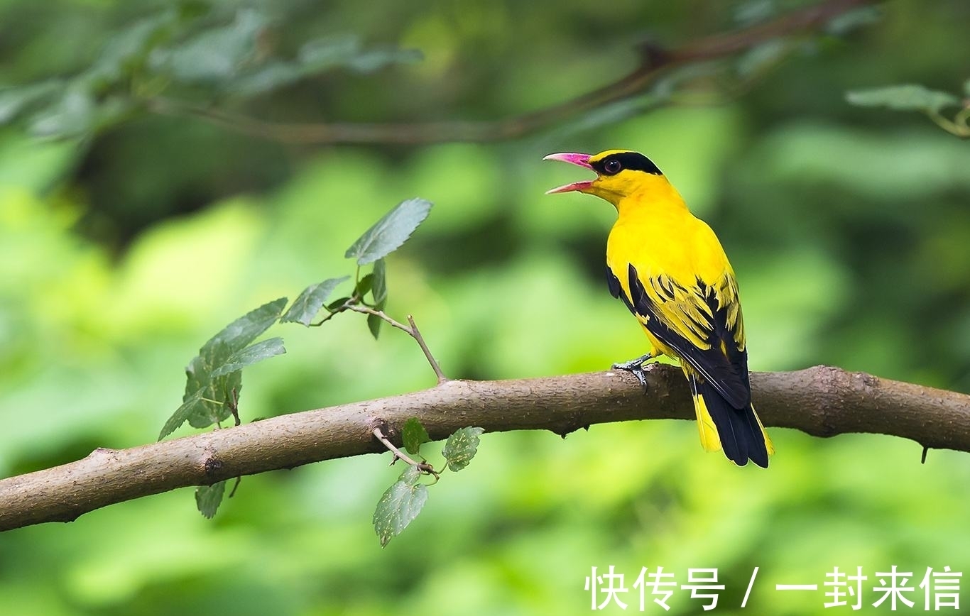 素琴$常忆湖边杨柳青,馥芬盈翠袖、惹眉凝,亭台轻起素琴声、逗黄莺