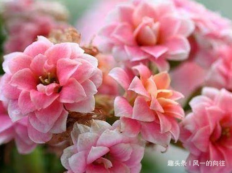 枝条|家养长寿花不知道怎么开花学会这三个小技巧,轻松花开爆满盆