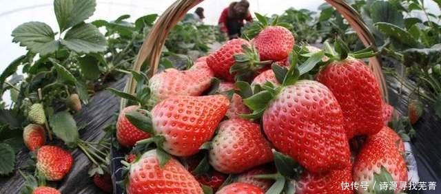 洗草莓,不要用食盐,换成这2样,虫卵脏东西全跑光,干净放心吃