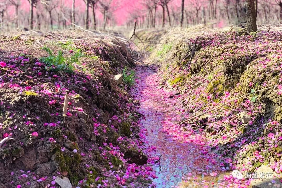 梅花盛开，芳香自来！海盐这个地方简直美爆了！