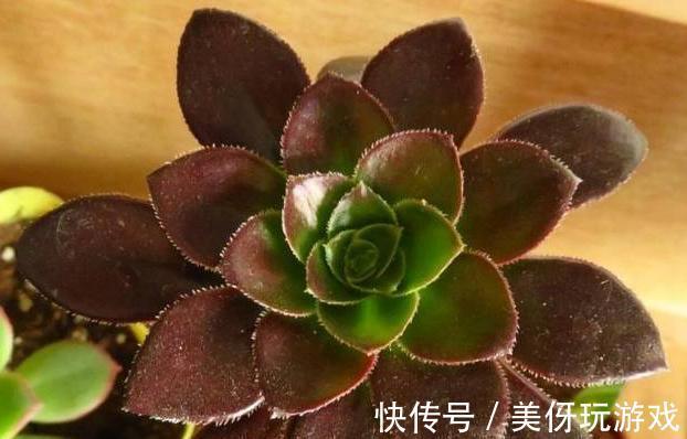 杀菌|多肉“砍头”有讲究，一共4点，很多人都会忘了第3点