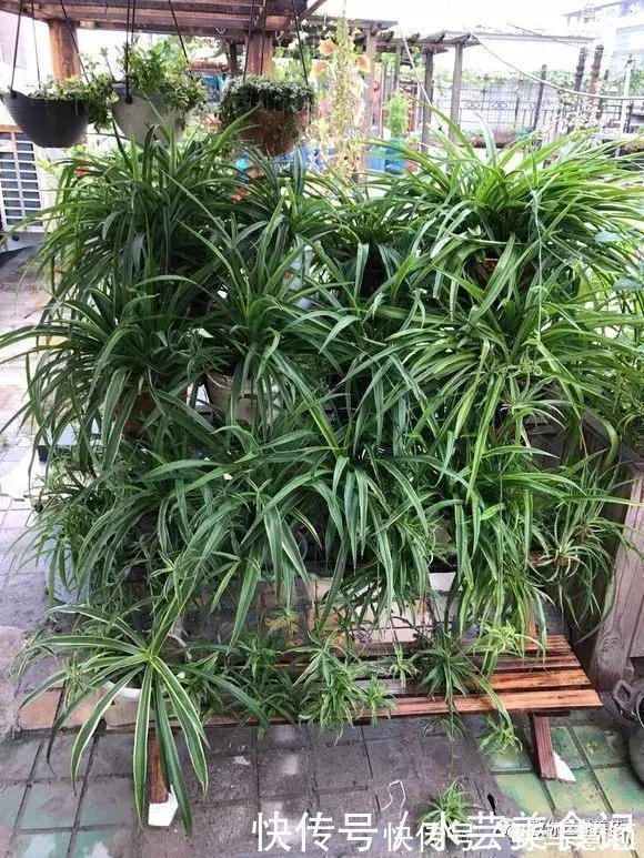 龙血树|这6种花是“天然净化器”,家中养1盆,潜伏的甲醛也会吸干净!