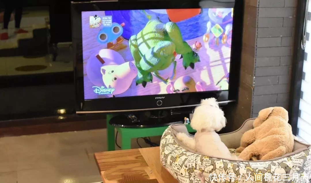 便宜|铲屎官送狗狗去幼儿园，看到发来的照片后却酸了难怪学费不便宜