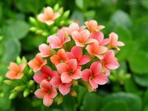 花色|此花寓意着健康长寿,在圣诞的时候开花,花色十分的丰富