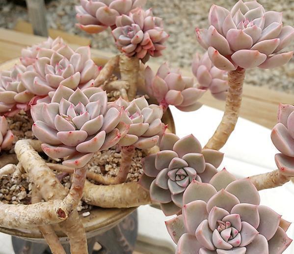 红粉佳人|养不好多肉,试试养一株红粉佳人,叶片粉嫩养成小老桩,适合新手