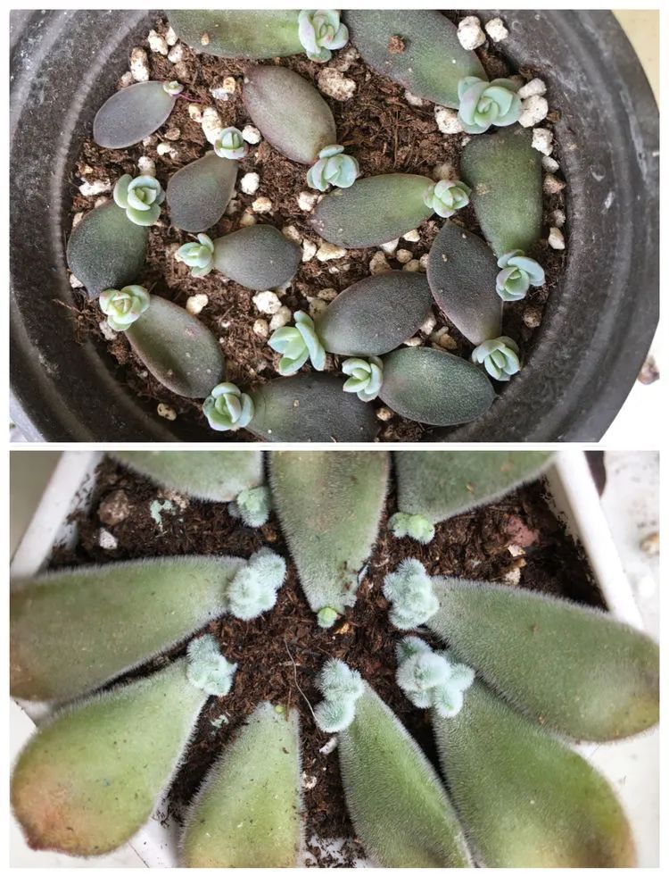 养多肉会上瘾，3年养了500多盆，既美化了环境又愉悦了心境！