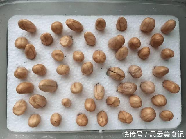 发芽“花生”扔水里,几天长成“含羞草”,越养越有惊喜