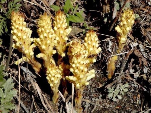 心血管疾病|十个人九个腰疼，此物煮水喝，腰不疼了，腿不酸了，早知早健康