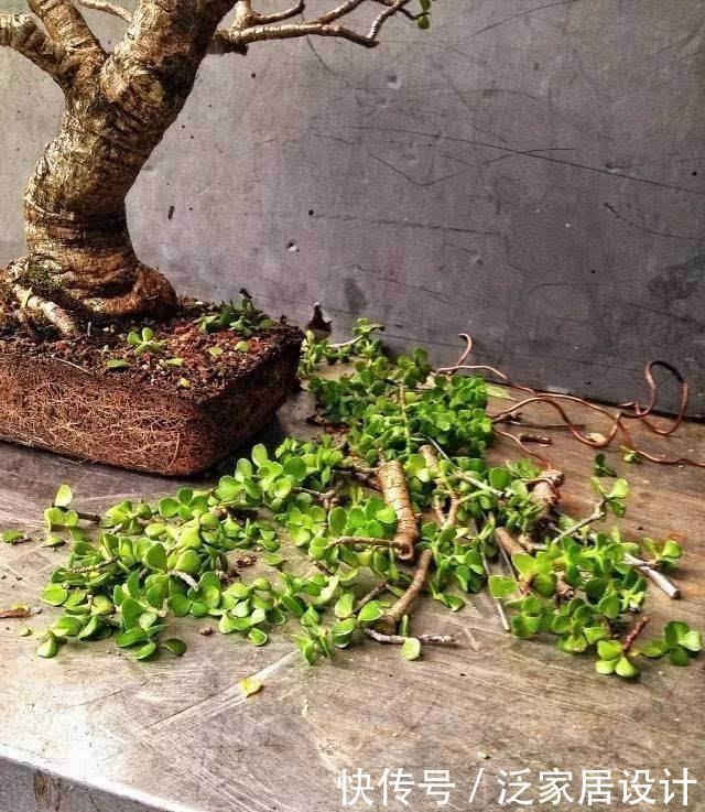 玉树太难看?干脆利落剪几刀,玉树临风的老桩子,能活几十年