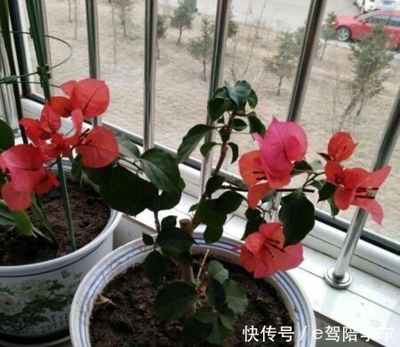 6种花最适合春天“扦插”，7－10天就生根，好活，长得快！