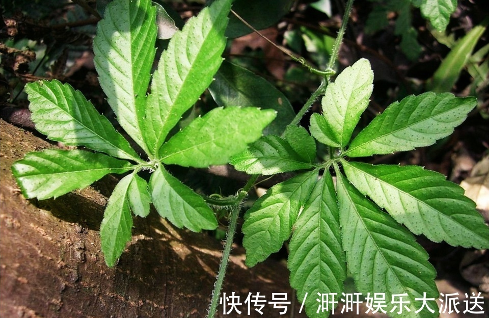 绞股蓝|这野草满身是刺,价值如同人参,人称“南方人参”,降压有好处