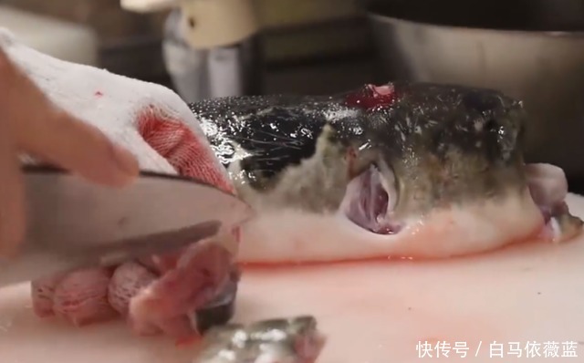 泰国大叔处理河豚太厉害,魔鬼刀工“活切”鱼肉,日本网友:佩服!
