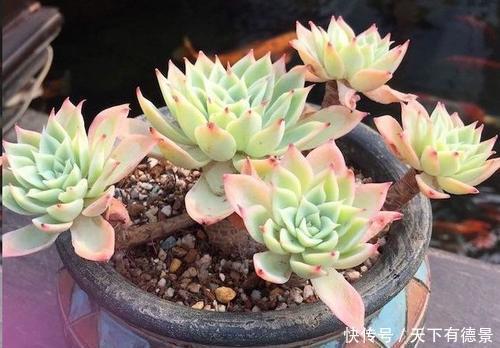 休眠|天热了,多肉出现“三症状”,就是休眠要遮荫,新手别忽视