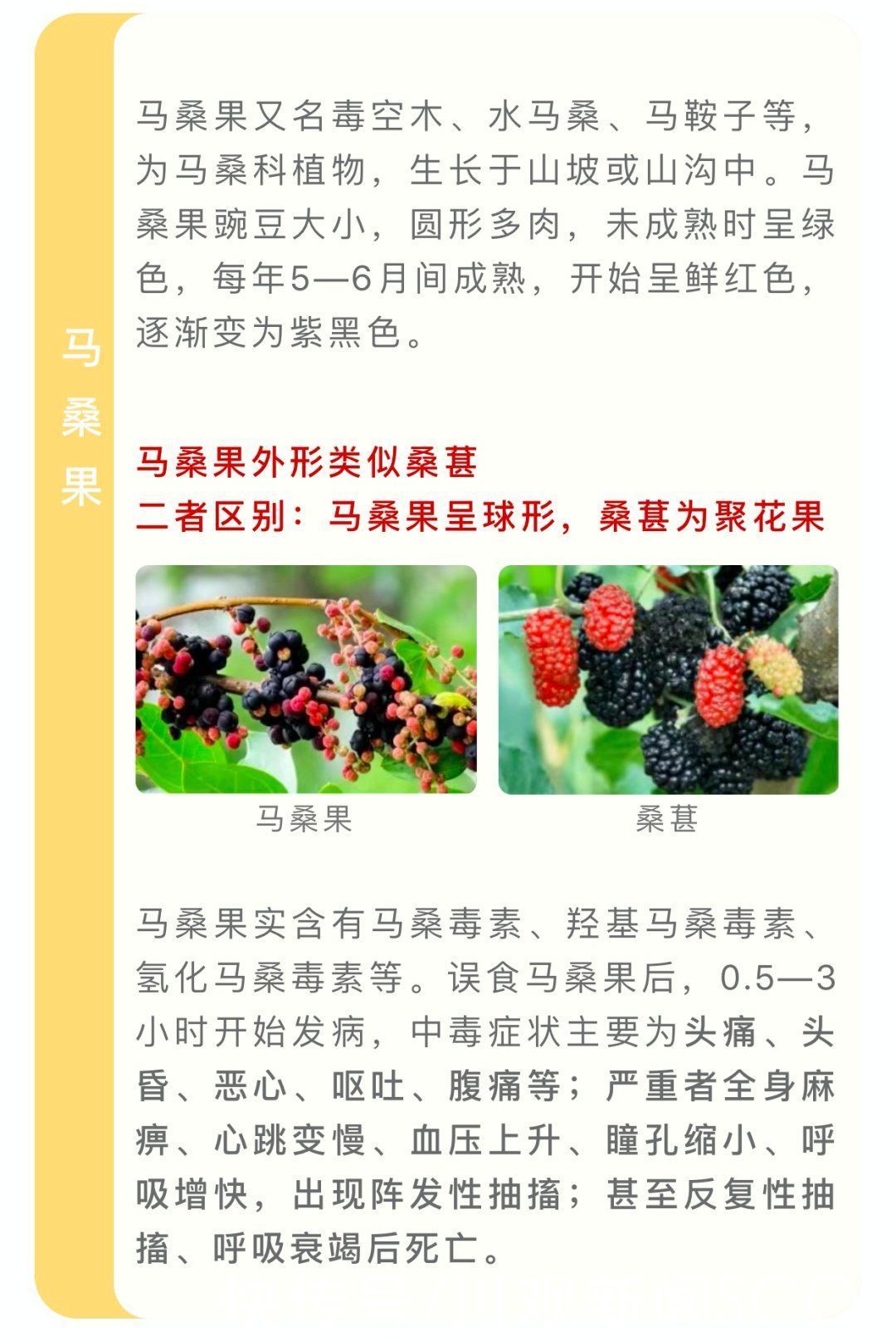 野菜|四川人注意！夏季这些常见的植物有毒