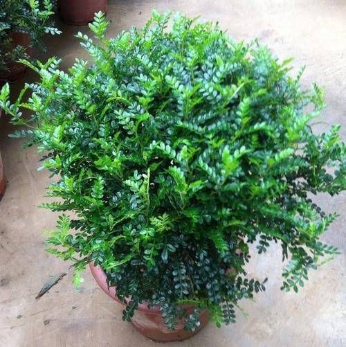 1种可以驱蚊的植物,比绿萝还好养,耐寒又耐热,养一盆飘香满屋