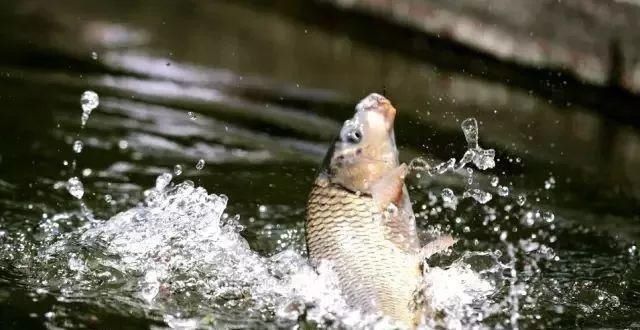 钓友|钓鲤鱼的最关键的2点，你知道吗老钓友为你解答