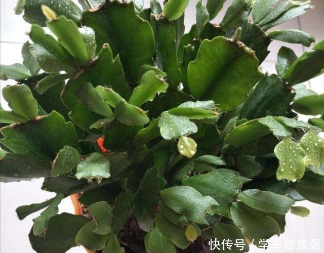 天热了,蟹爪兰要休眠,这几件事不能做,不然烂根枯萎!