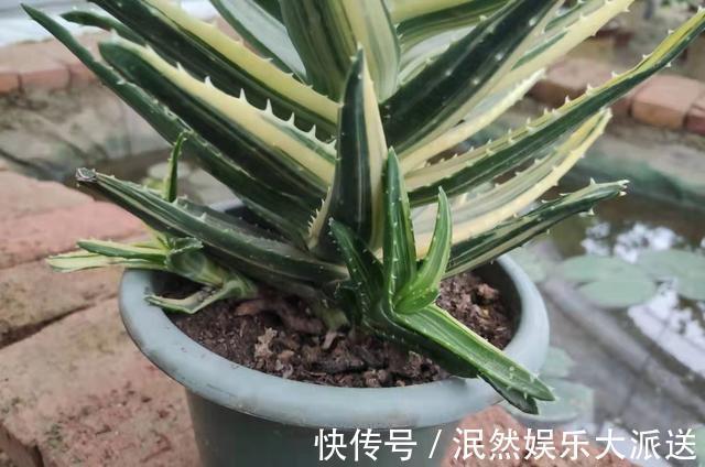 根系|芦荟叶片瘦弱不生长简单做“2步”,叶片肥厚根系壮,侧芽爆盆