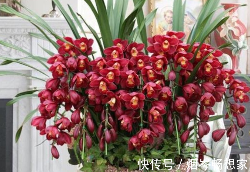 最受欢迎的“5种花”,好养又漂亮,开花还特漂亮,新手也养得好