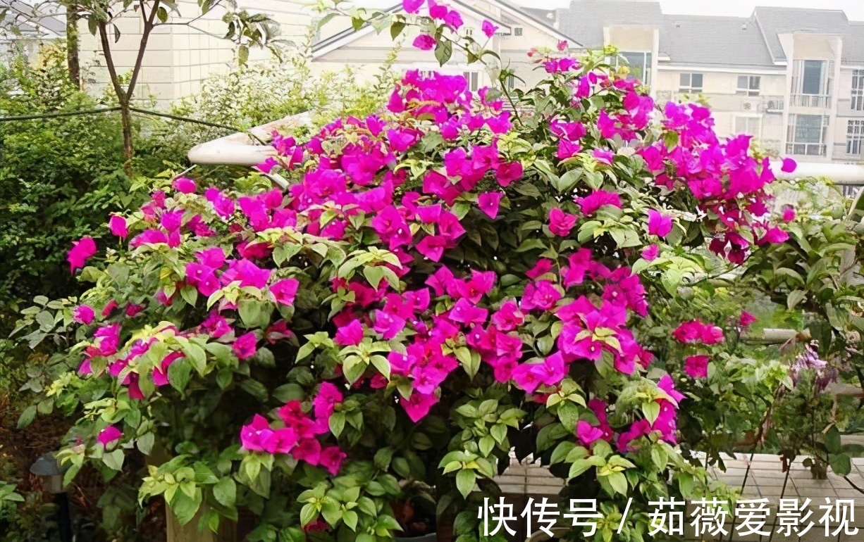 浇水|它们是“耐旱花”，盆栽1、2个月浇水1次，轻松花开满树