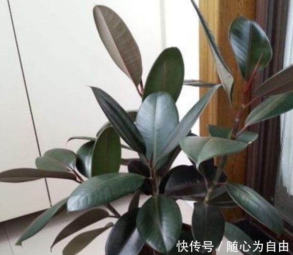 此款花草适合新手,厨房养2盆,漂亮又净化空气,还能蹭蹭长!