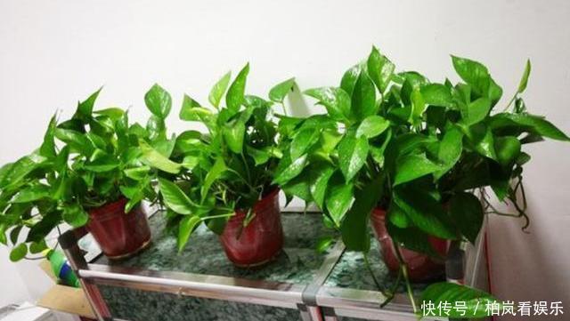 绿萝盆|家庭养绿萝,几天浇一次水教你2个“小方法”,简简单单就学会