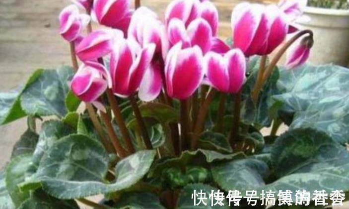 仙客来|5种花适合养在客厅,花朵大颜色艳,一年四季开花不断