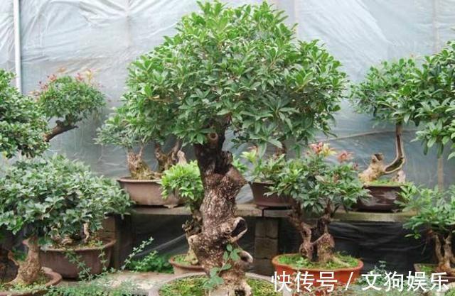 这2种“富贵树”不用买,掰1根“枝条”插沙里,20天猛冒“绿芽”