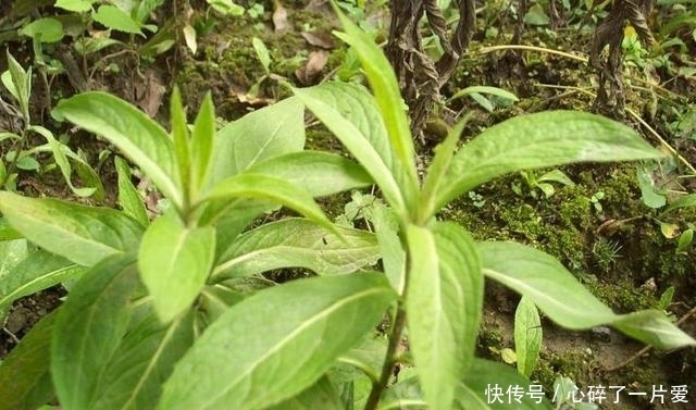 药用价值|农村河边的小黄花,药用价值很不错,如今一斤二十元钱,记得摘