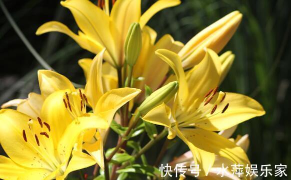 百合|家中养盆“黄百合”花语财富与高贵，花美色艳，养上一盆值了