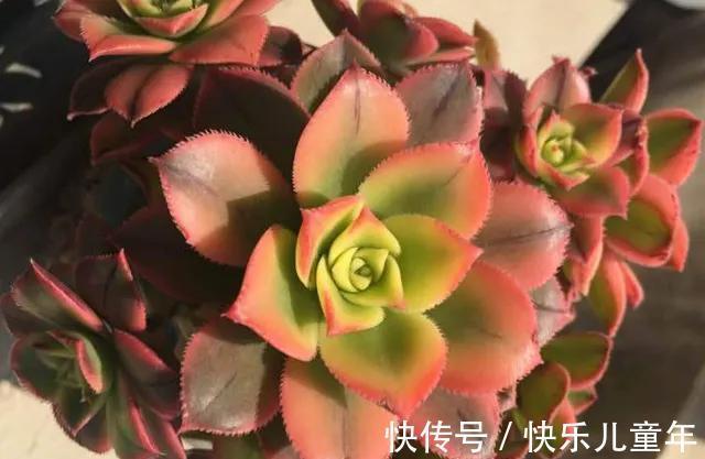 懒人才适合养多肉，别不相信，现实往往很扎心