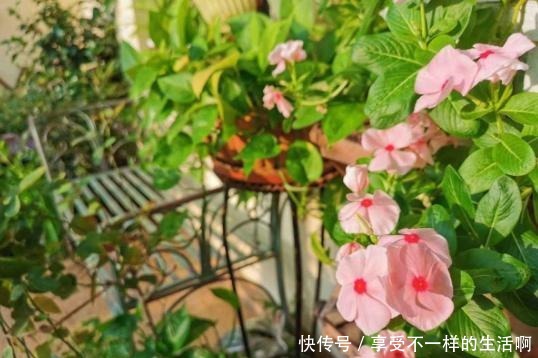 春雨贵如油,这6种花,越淋雨长得越旺盛!春雨贵如油,这6种花,越淋雨长得越旺盛!