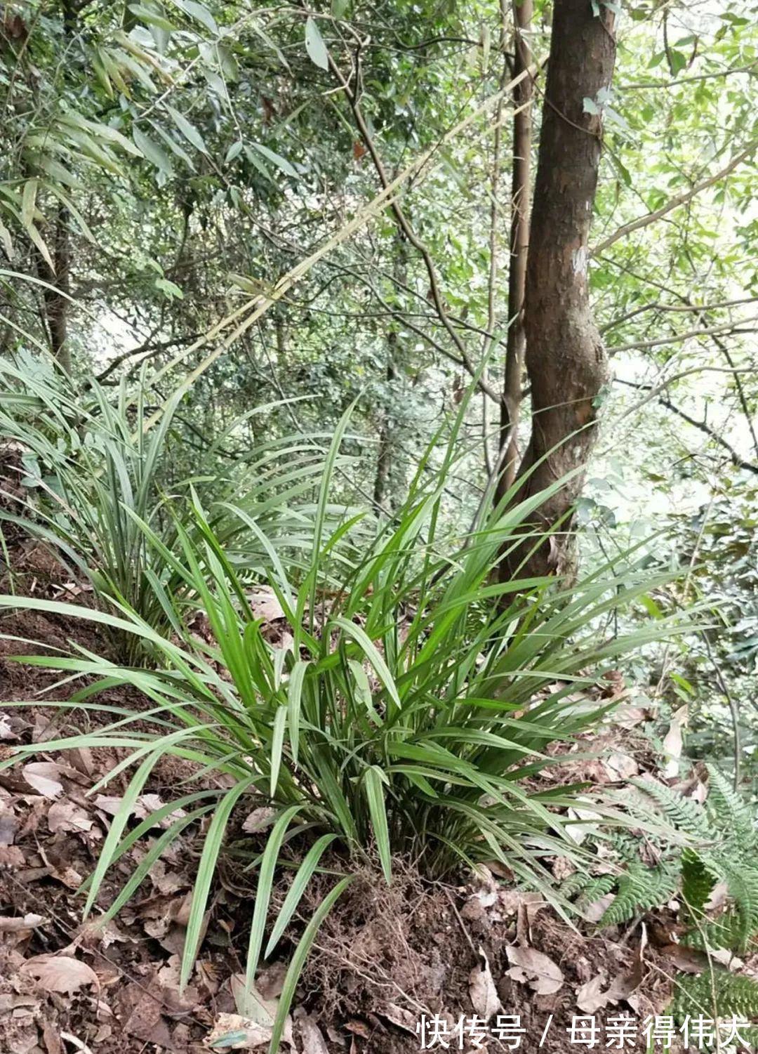 台友|行走在兰花出没的山间峡谷，深度分析兰花的原生环境！