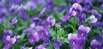 三色堇|花期超长的6款花，养1盆能全年赏花，好看又好养