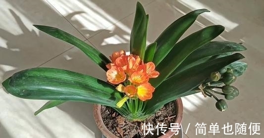 日常给“君子兰”浇水,是浇透好?还是不浇透好?快来看看吧