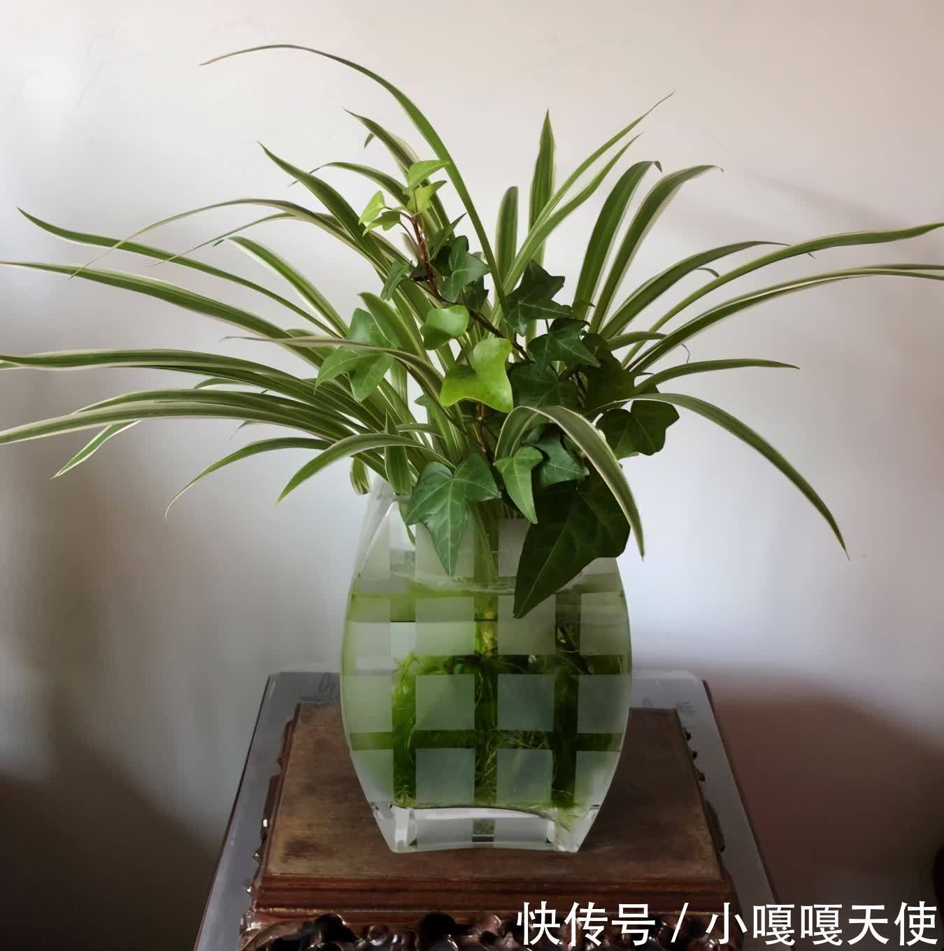 家里有不用的瓶子,拿来水培3种绿植,简单好养清新漂亮