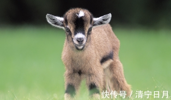 生肖牛|10月起生肖牛、生肖羊、生肖马迎来机遇，厚积薄发，职场翻倍好运