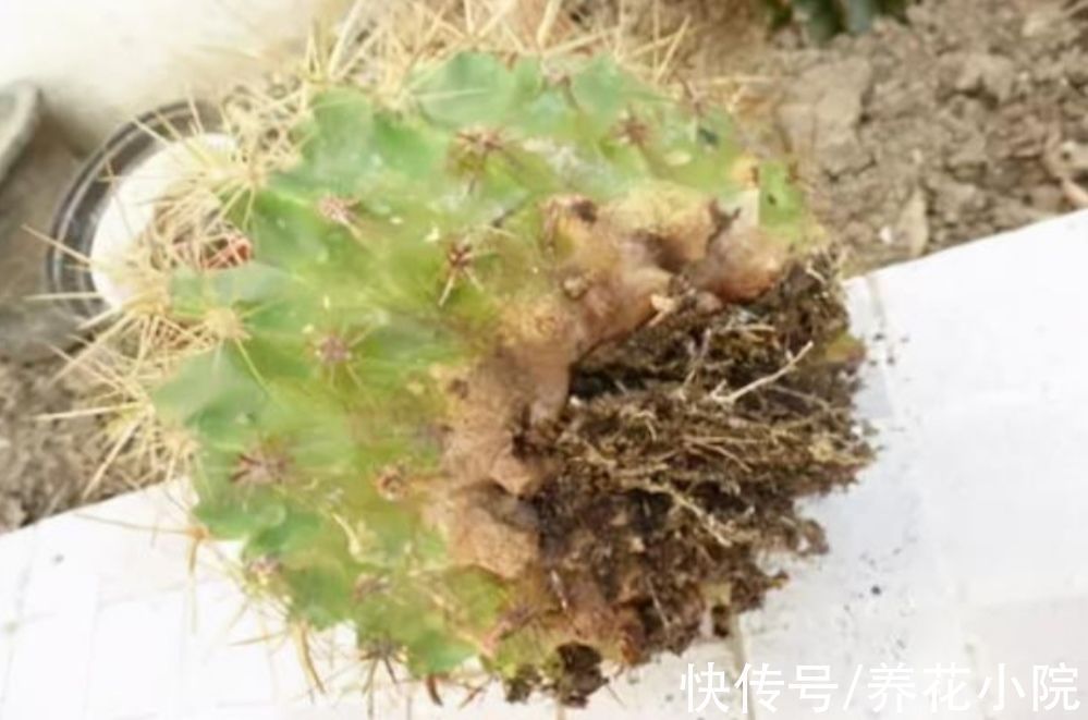 5种常见的“花卉植物”,总是出现烂根,原来问题出在浇水上