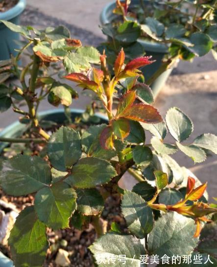 11月养月季，1件事不能偷懒，趁早做枝繁叶茂，来年花苞压枝头