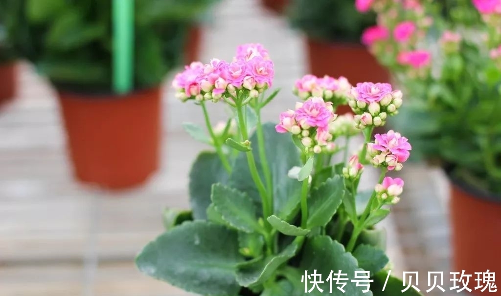 长寿花不好养,这样嫁接,以后不烂根,不黑腐,花开多爆盆