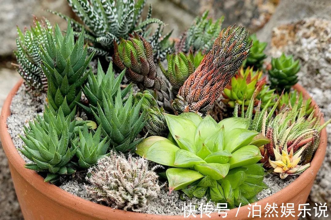 5种客厅“懒人花”,耐阴又耐旱,天天不管它,挤出满盆大笋芽