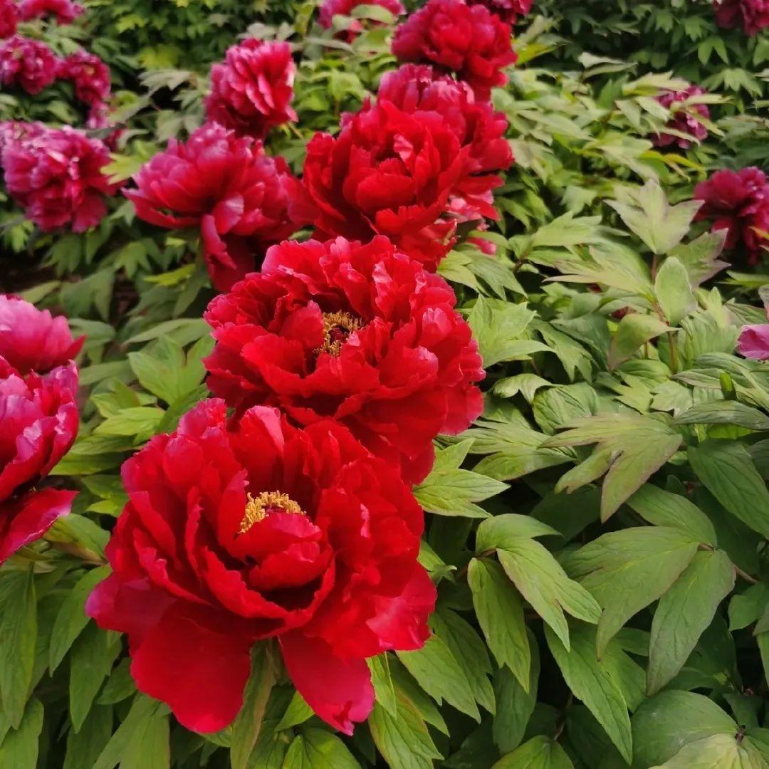 品种|这花只能秋天养，埋土里就活，晚了再等一整年！