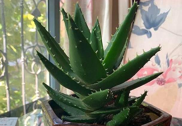 繁殖芦荟怎么给侧芽分株移栽3步操作，让一株变十多株