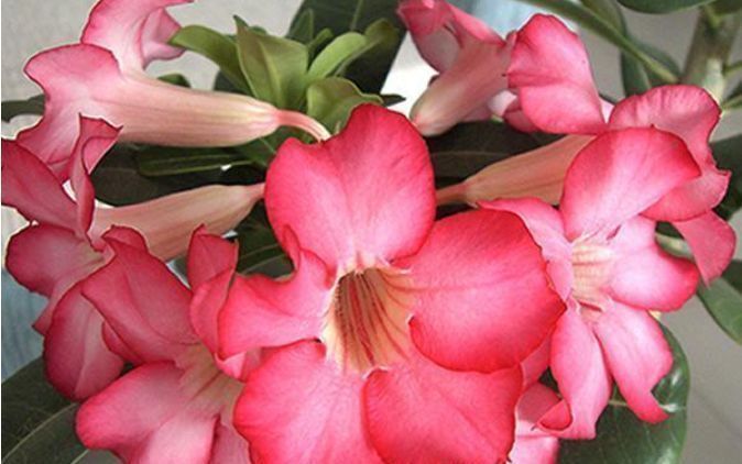 小玲|4种懒人花,越不管长得越好,花开满盆,勤快反而养不好